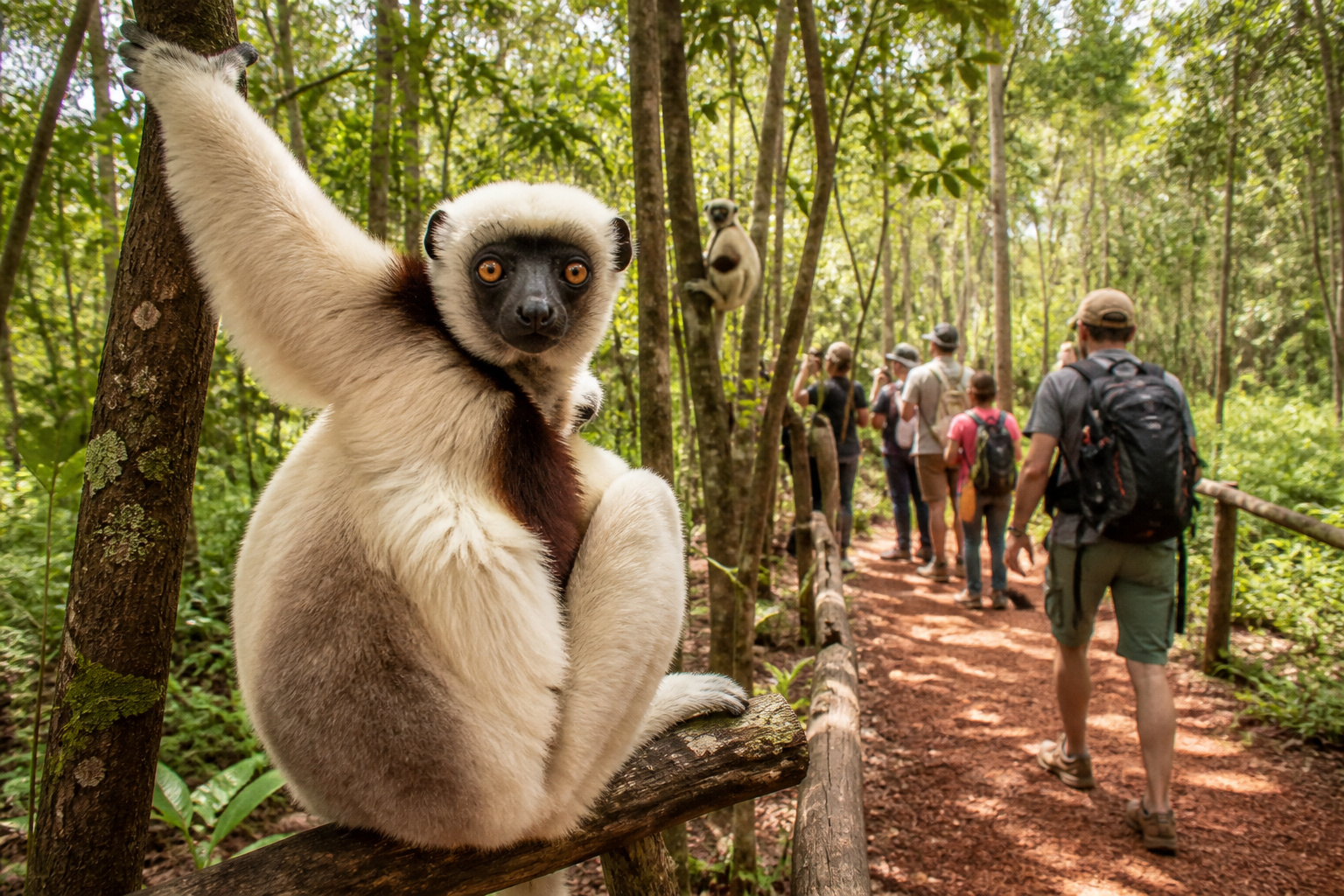Lemurs' Park and Antananarivo City Tour