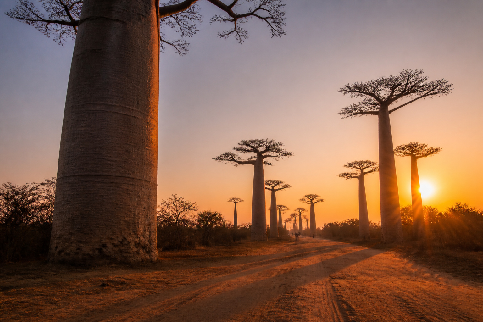 Akiba Marofandilia (Sacred Baobab) Avenue of the Baobabs at Sunset
