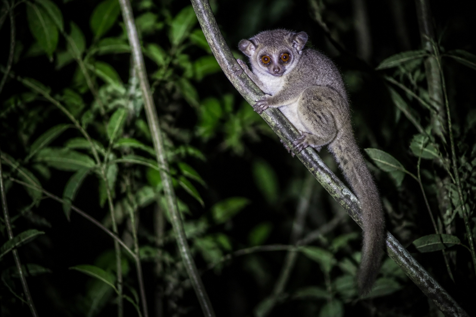 Fly to Antananarivo (Peyrieras) Andasibe by Night