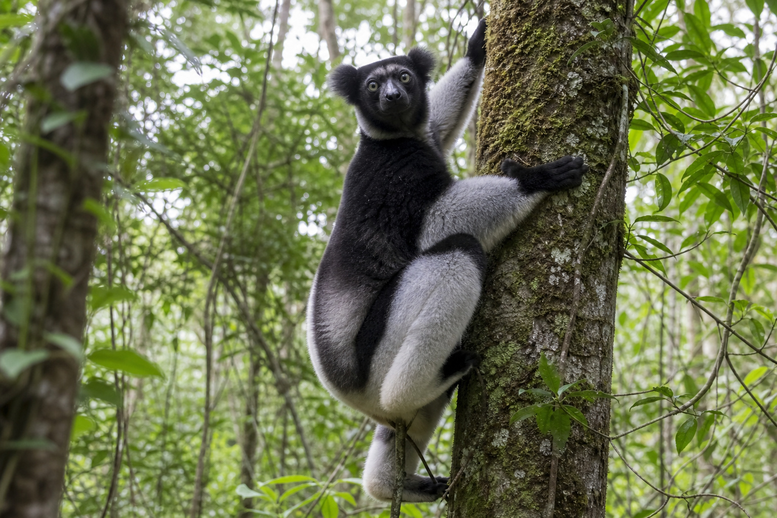 Madagascar Indri