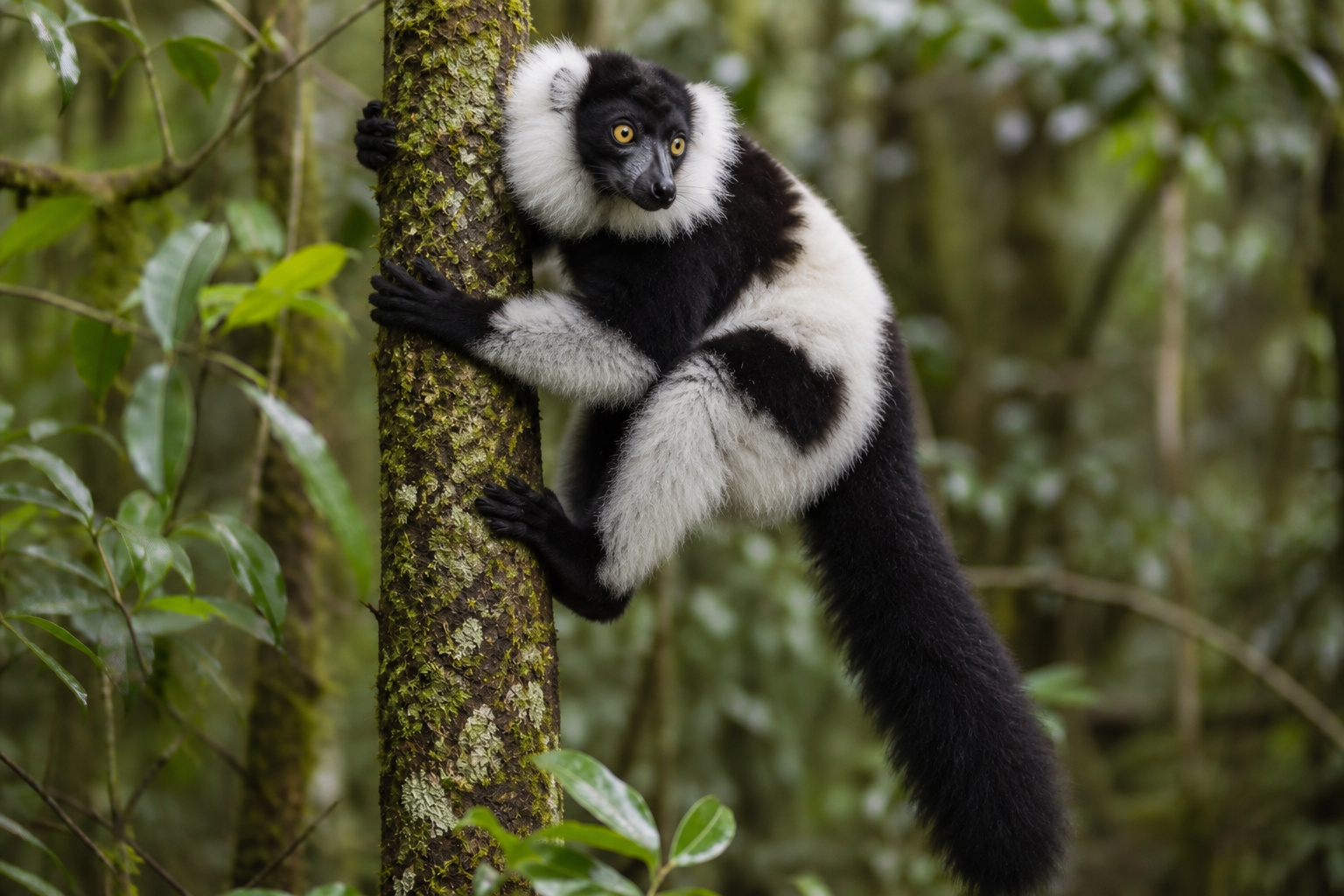 Madagascar Black and White Ruffed Lemur