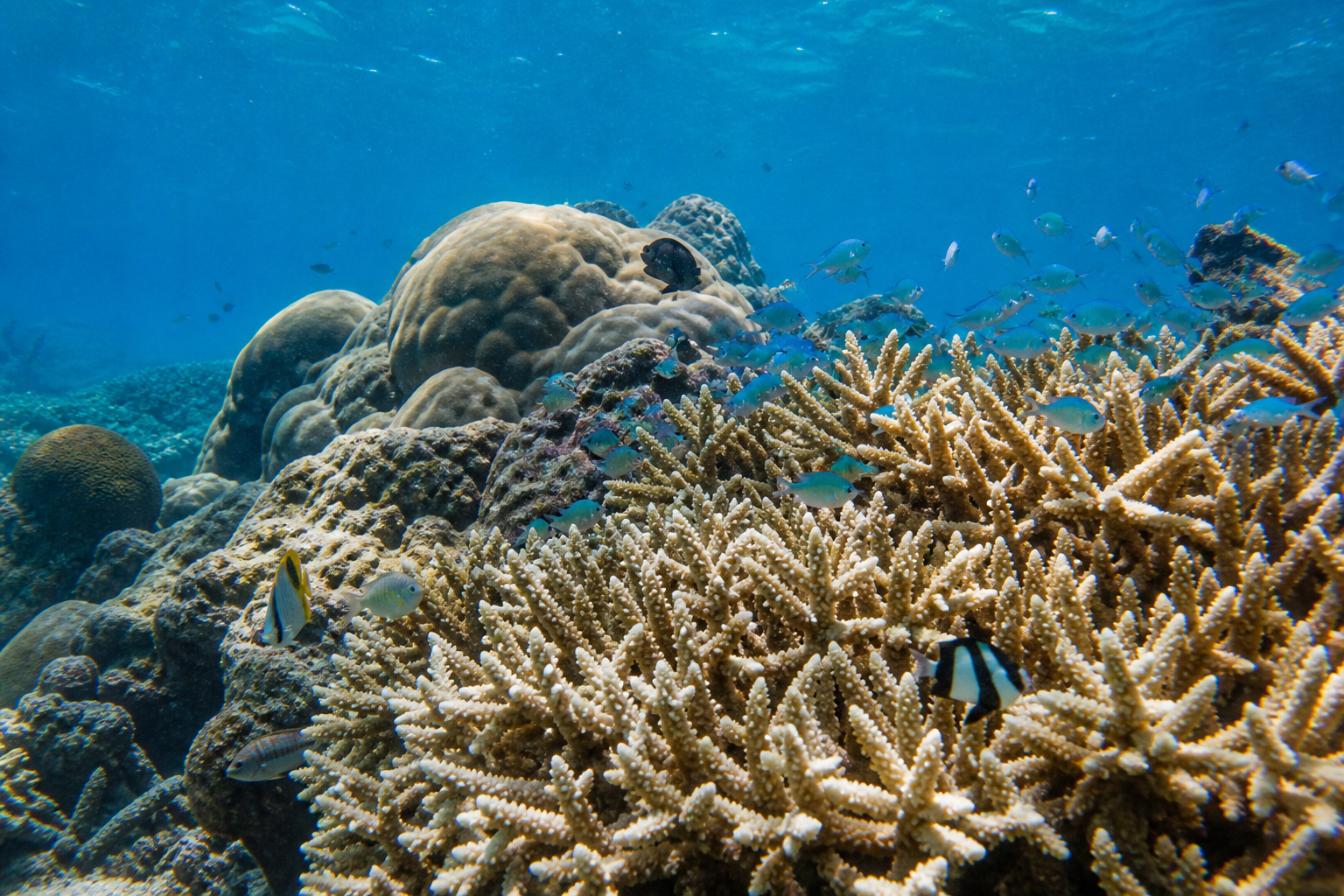 Mauritius Blue Bay Reef