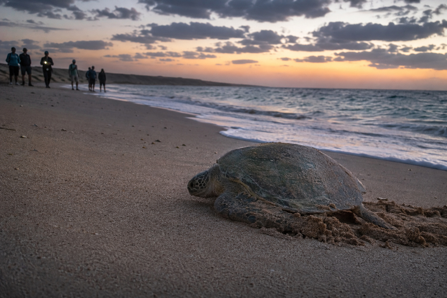 Ras al Jinz · turtles, then into the Wahiba Sands