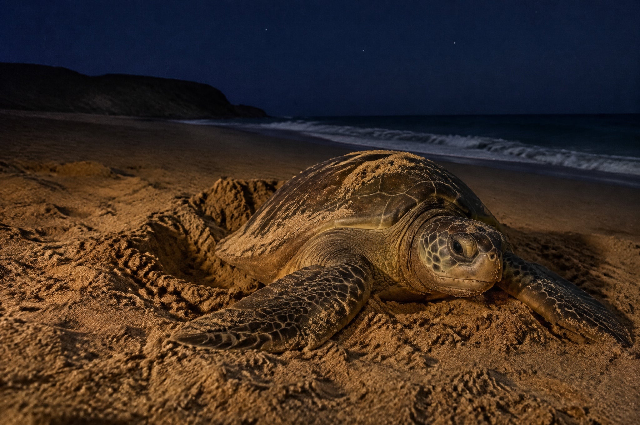 A green turtle nesting at Ras al Jinz, Oman