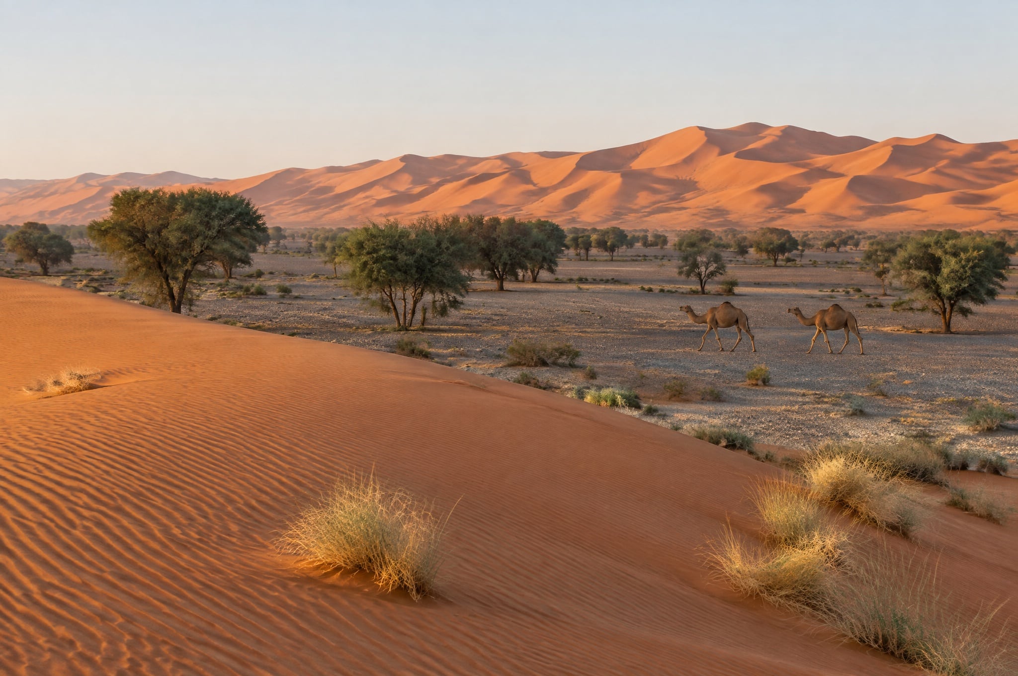 The dunes of the Wahiba Sands, Oman