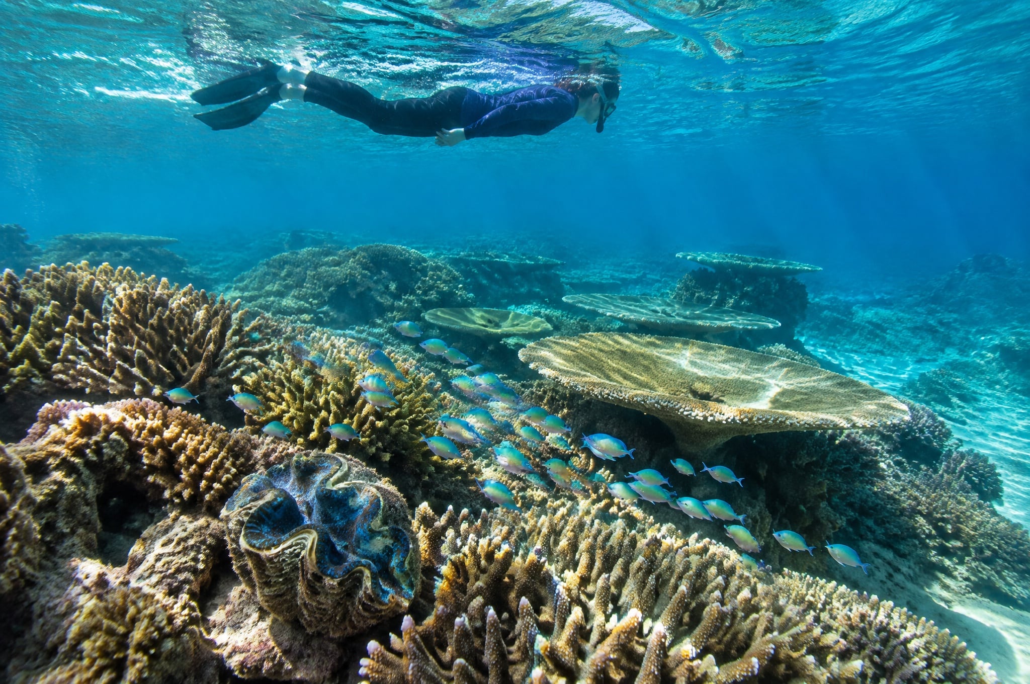 Snorkelling over coral reef in Palau