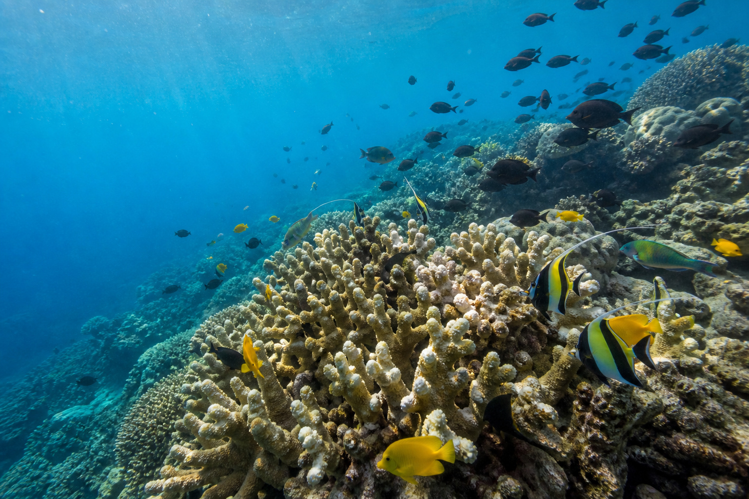 Papua New Guinea Loloata Island Coral Reef