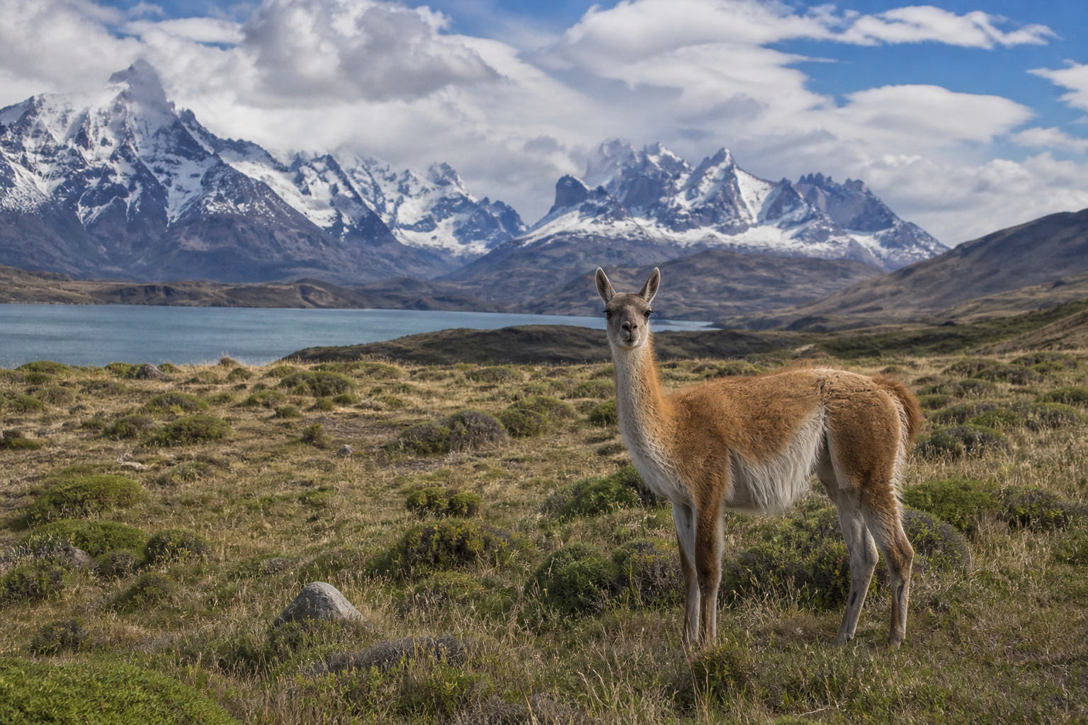 Patagonia Guanaco