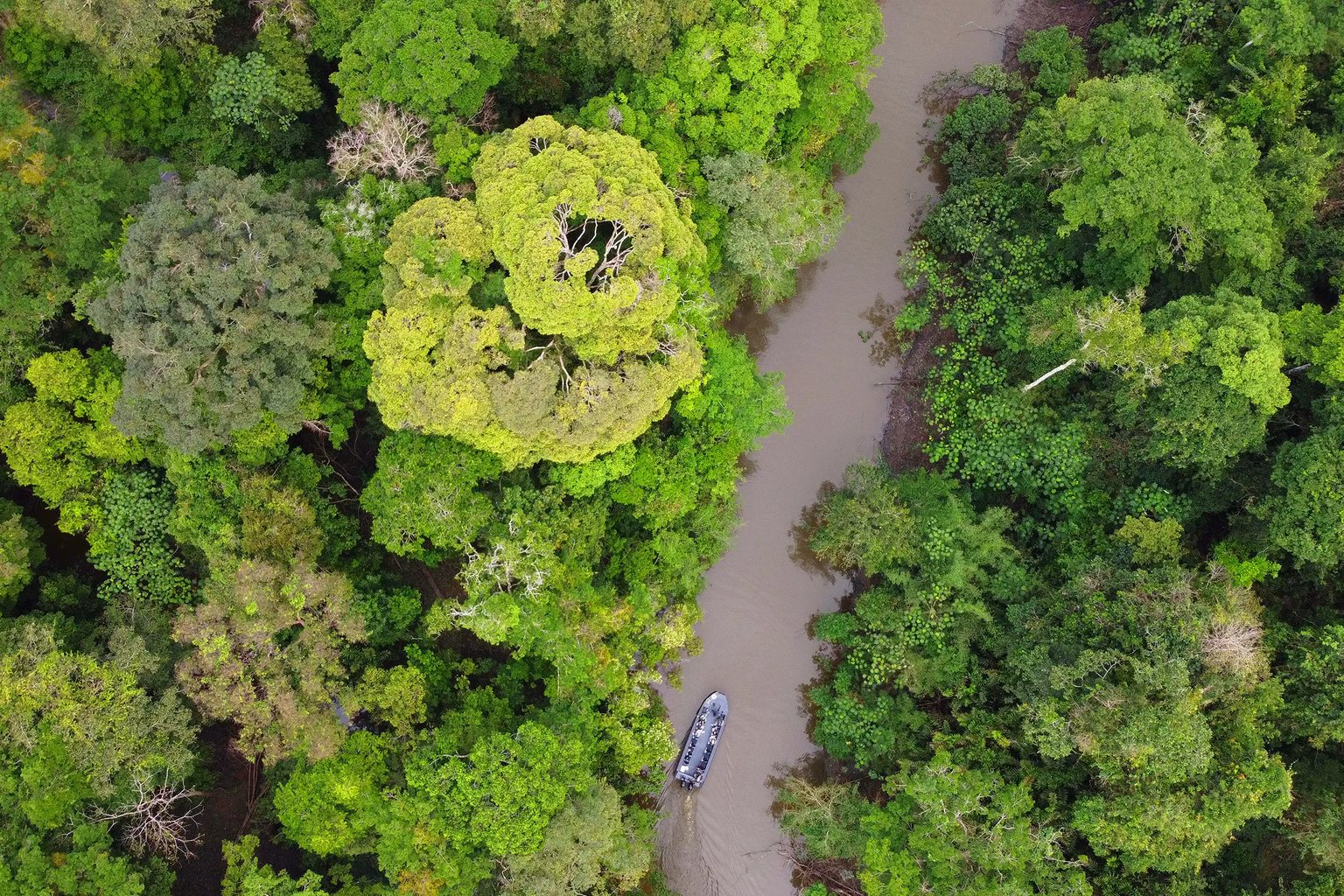 The forest canopy from the air, with a skiff on a narrow channel