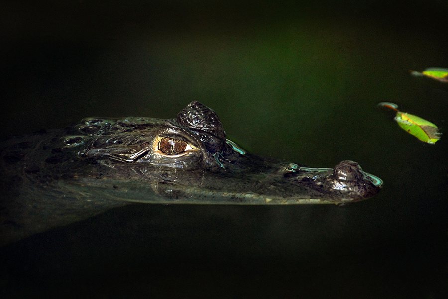 A caiman at the waterline at night