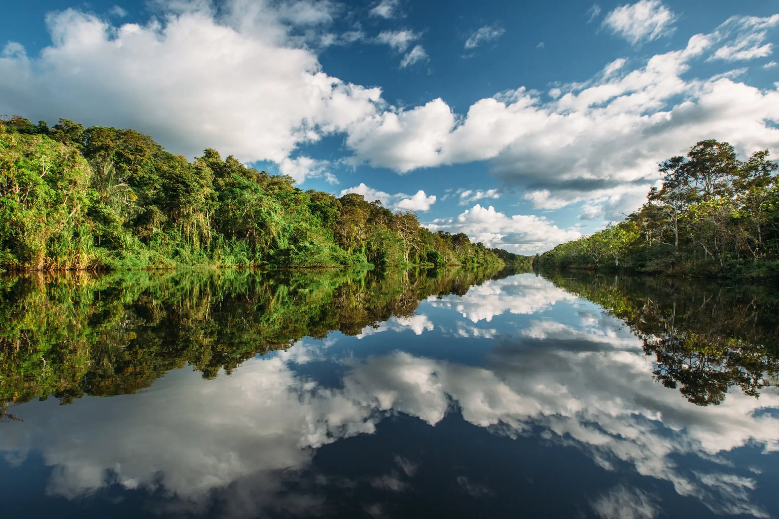 Forest and sky reflected in the black water of the Samiria