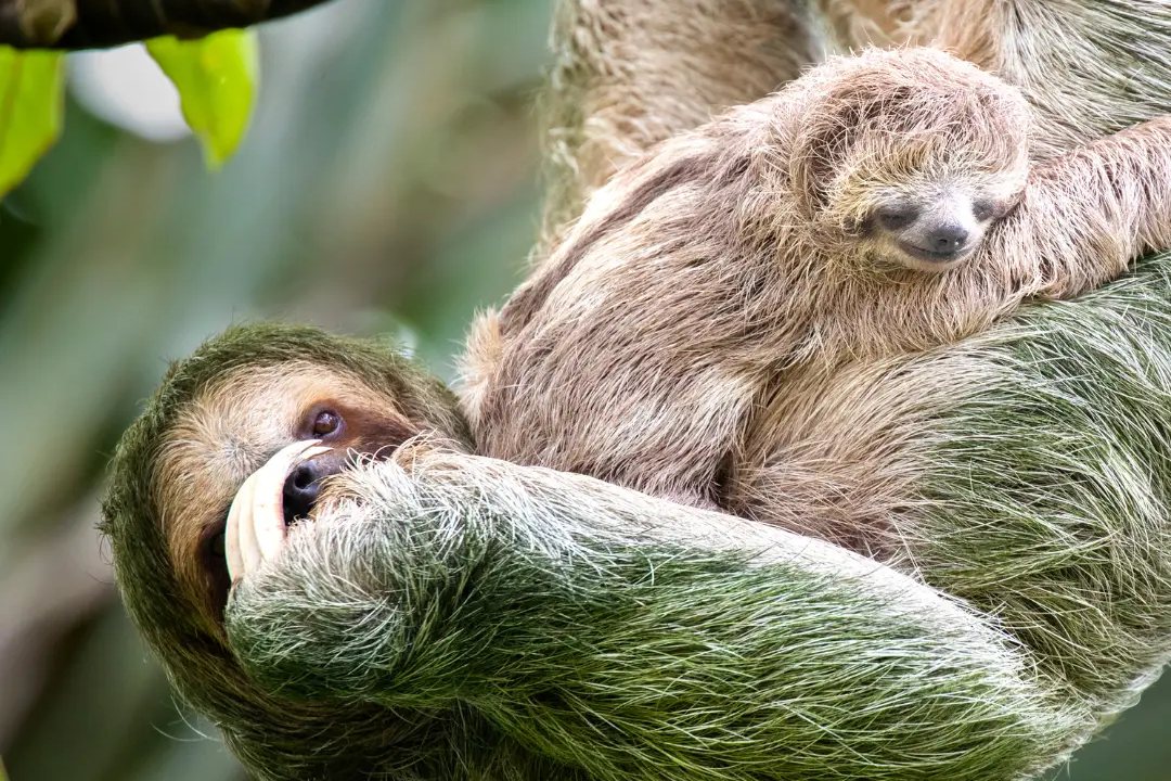 A three-toed sloth with its young in a tree
