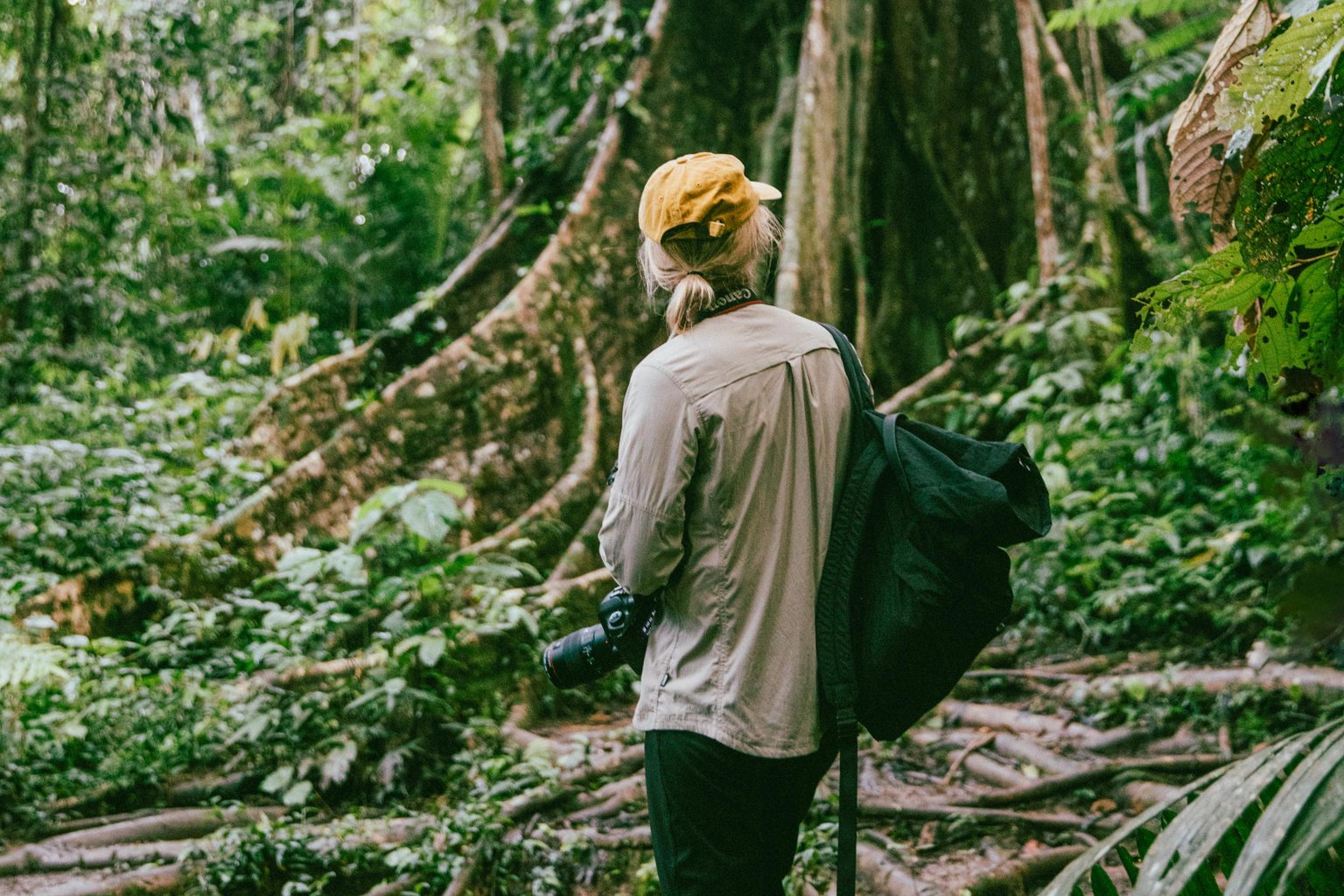 A guest with a camera among the buttress roots of a forest tree