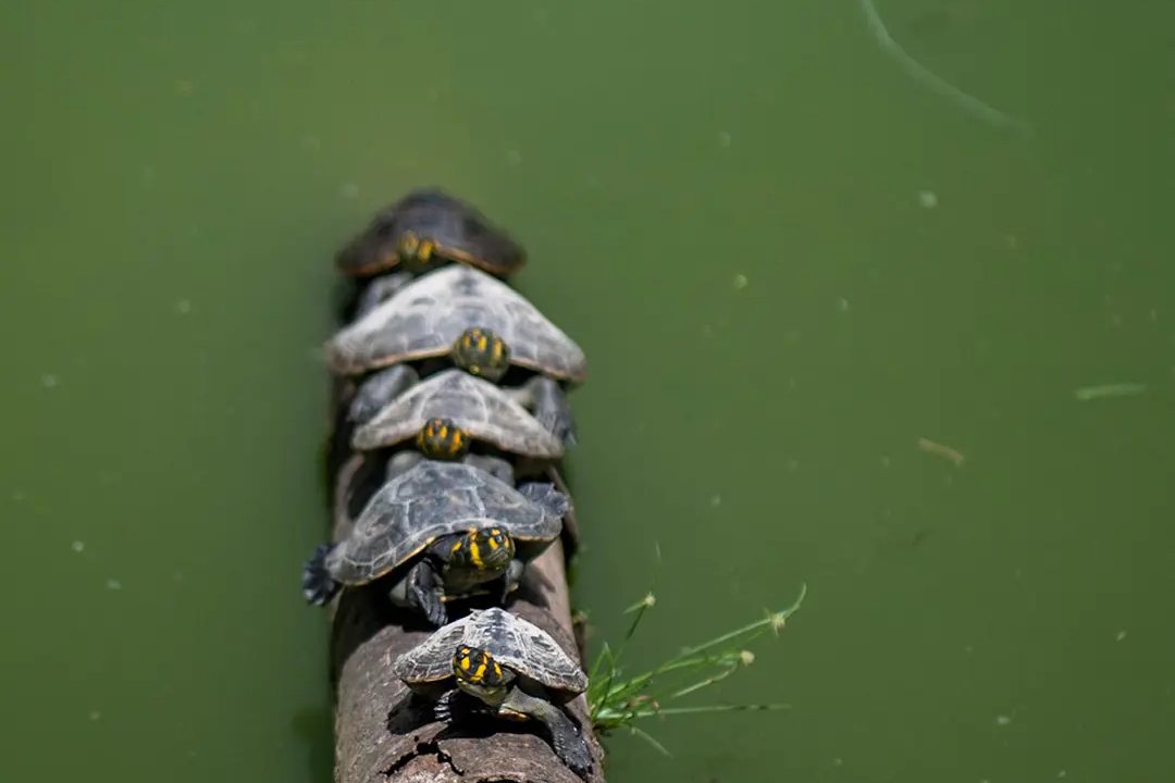 Taricaya turtles stacked on a floating log