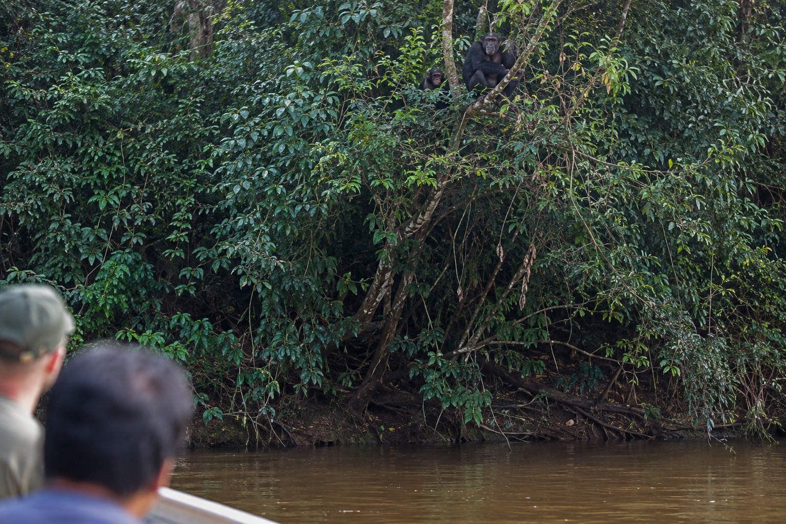 River Gambia National Park · the chimpanzee islands