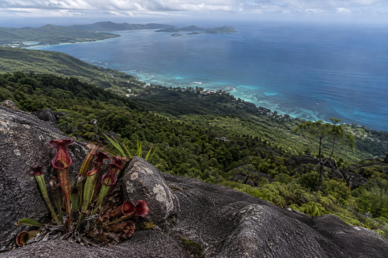 Mahé · the mist forest and the west coast
