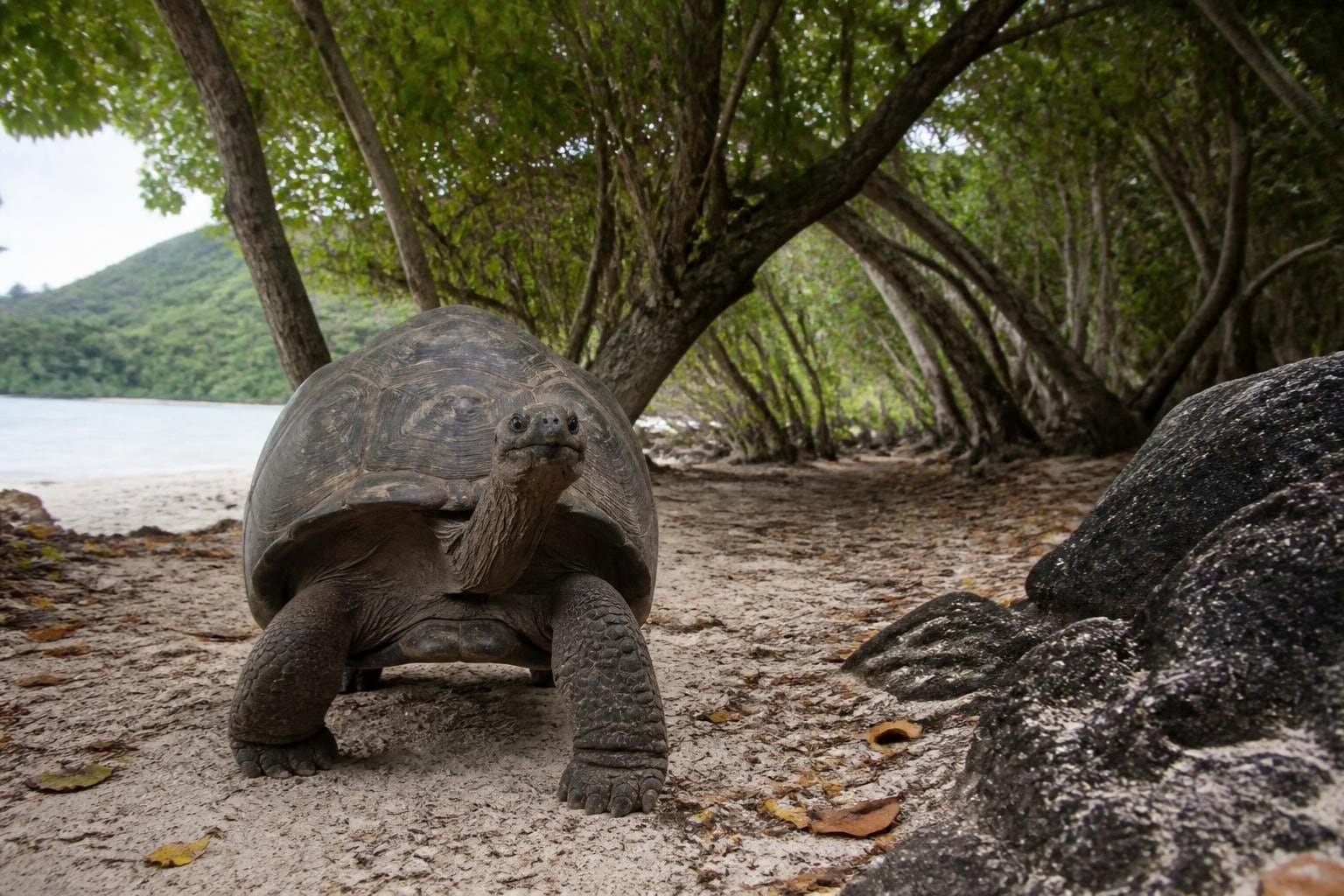 An Aldabra giant tortoise on Curieuse Island, Seychelles