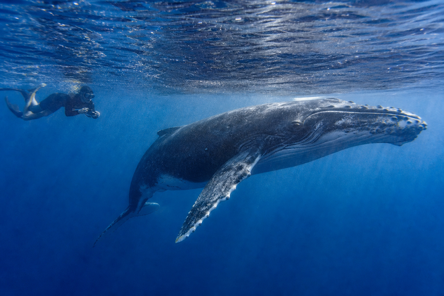 Tonga: The Kingdom of Whales