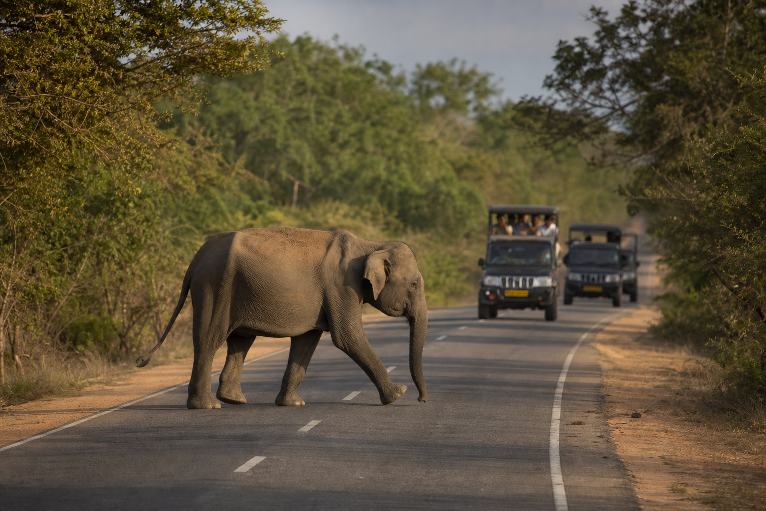 Ella → Yala · leopard country