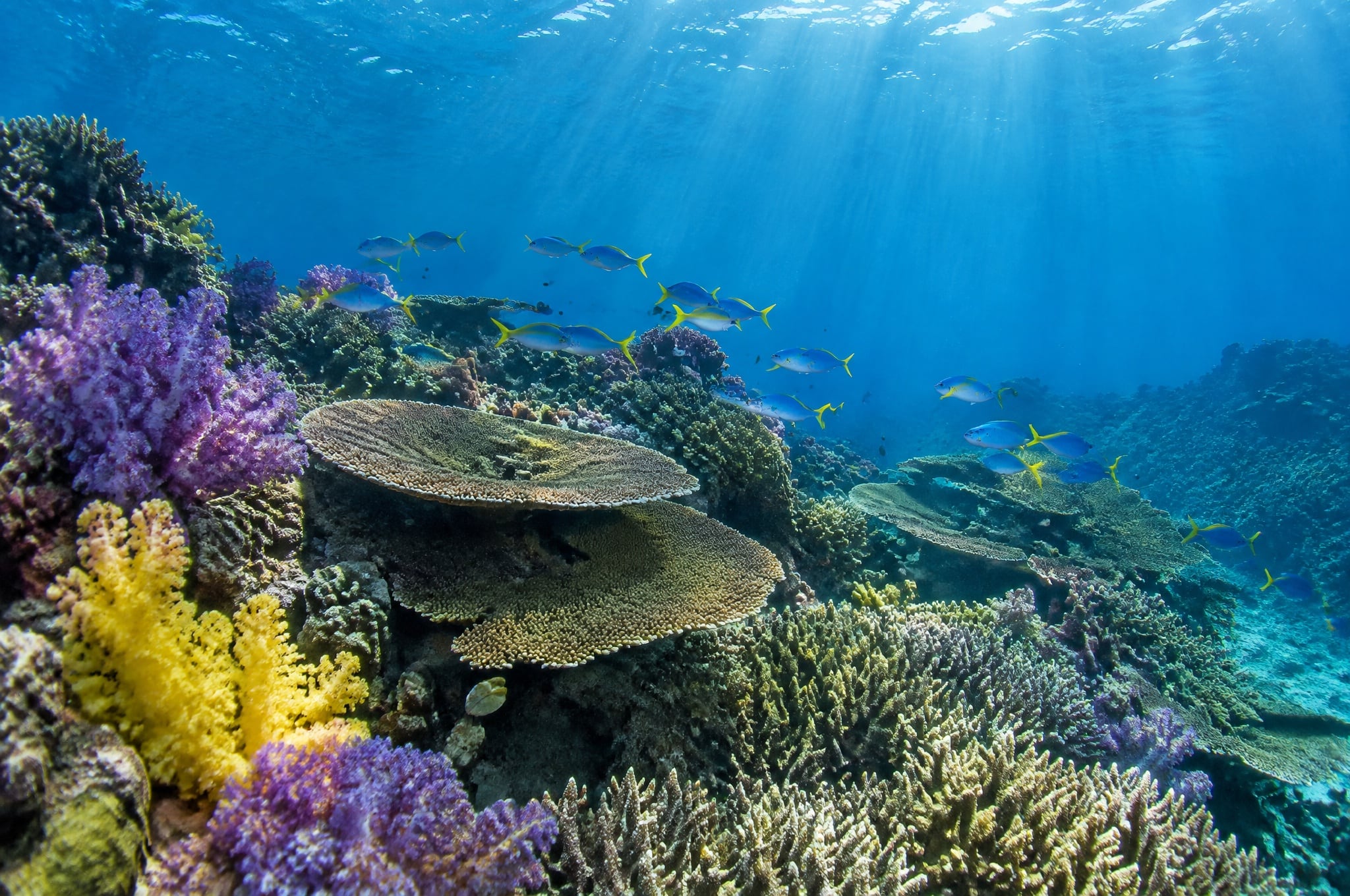 Coral reef off Atauro Island, Timor-Leste
