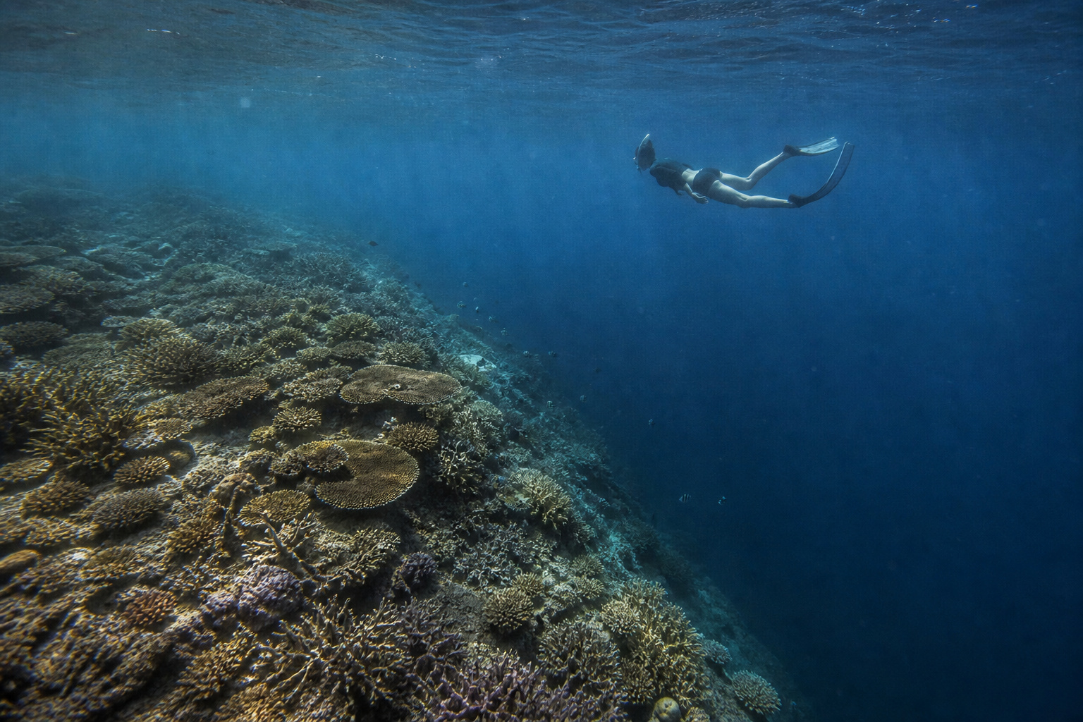 Dili → Atauro Island · into the Coral Triangle