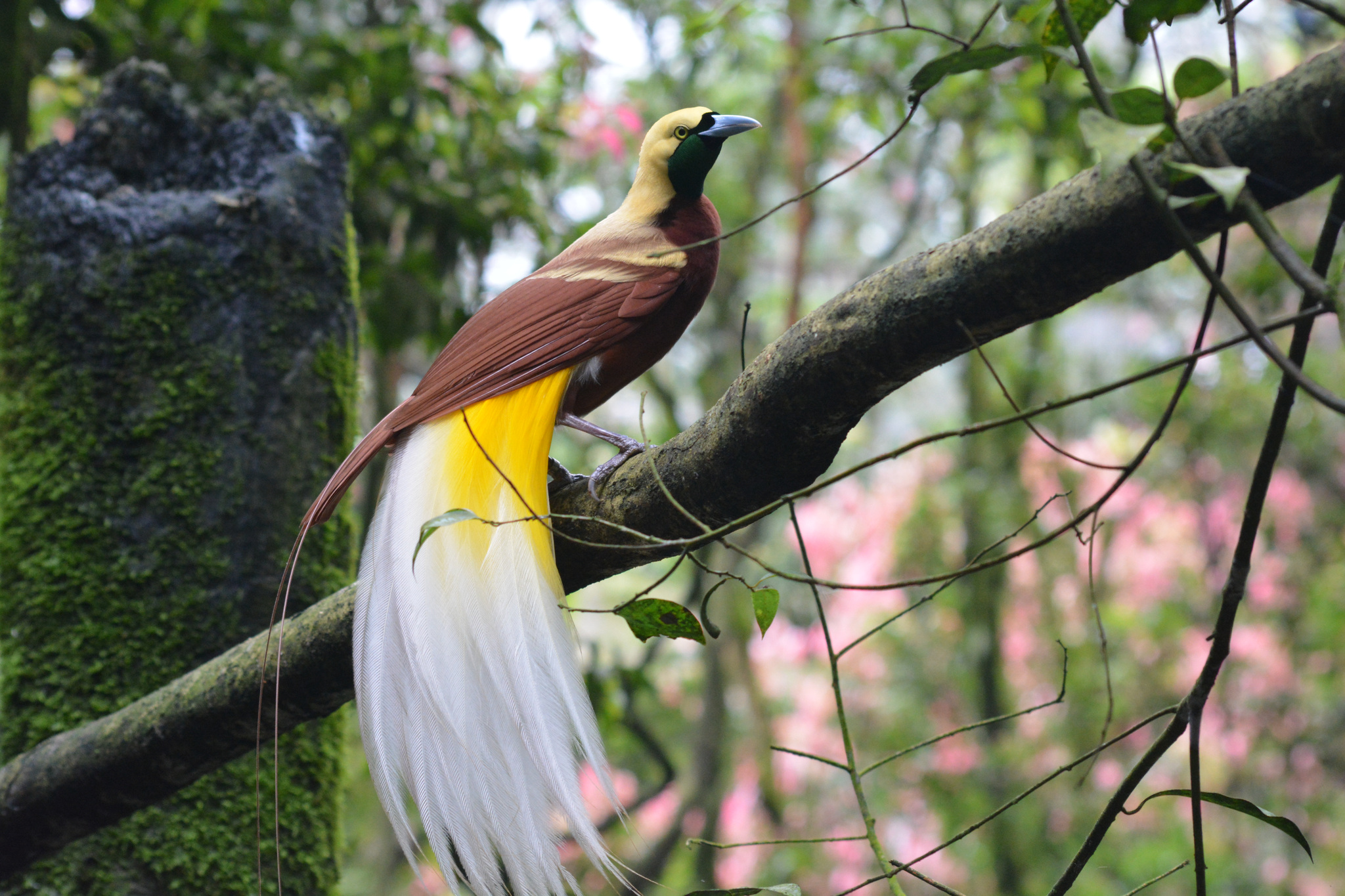 A bird of paradise with a maroon body and long yellow and white plumes on a branch