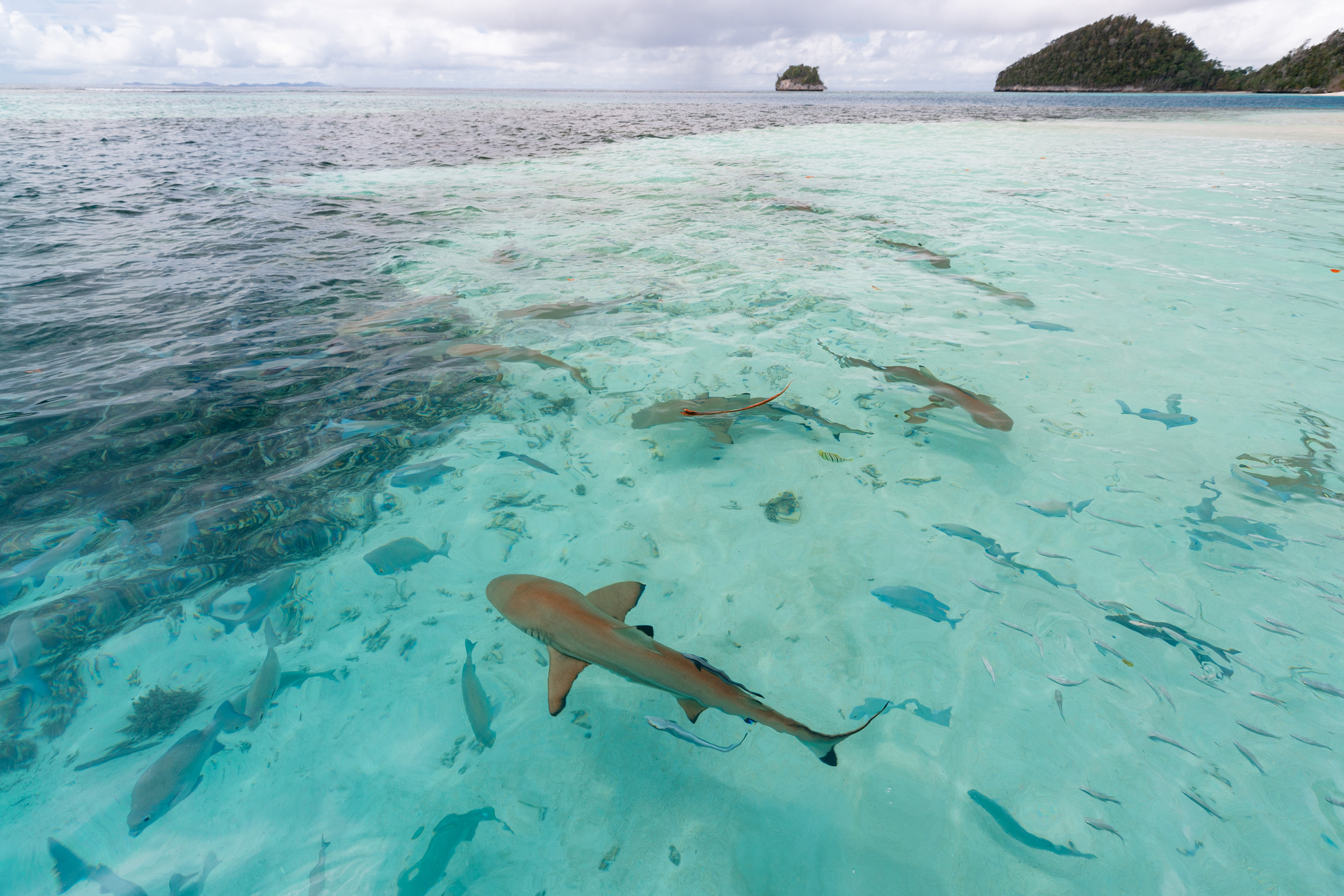 Blacktip reef sharks over sand in clear shallows, with islands on the horizon