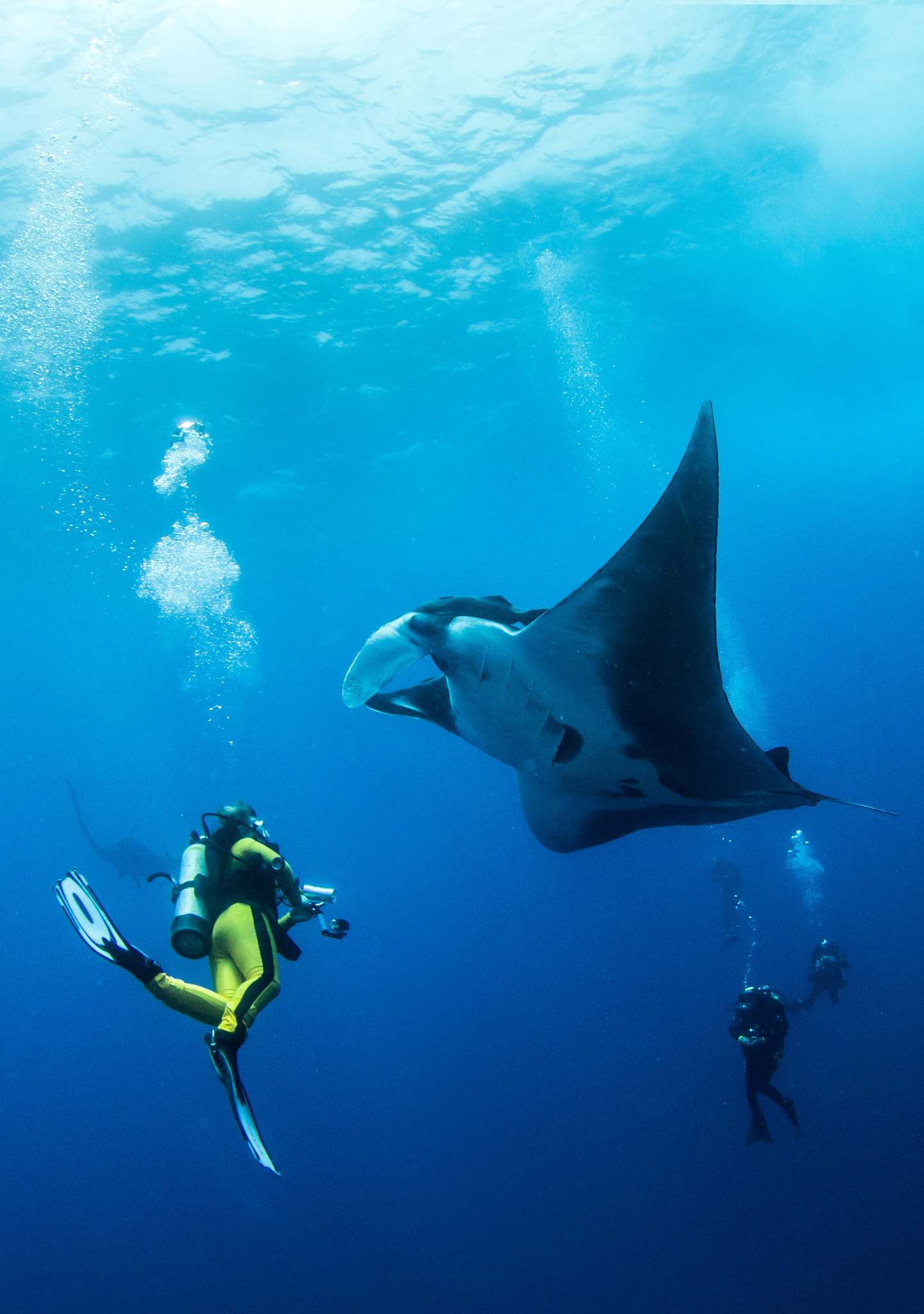Two divers in deep blue water below a manta ray