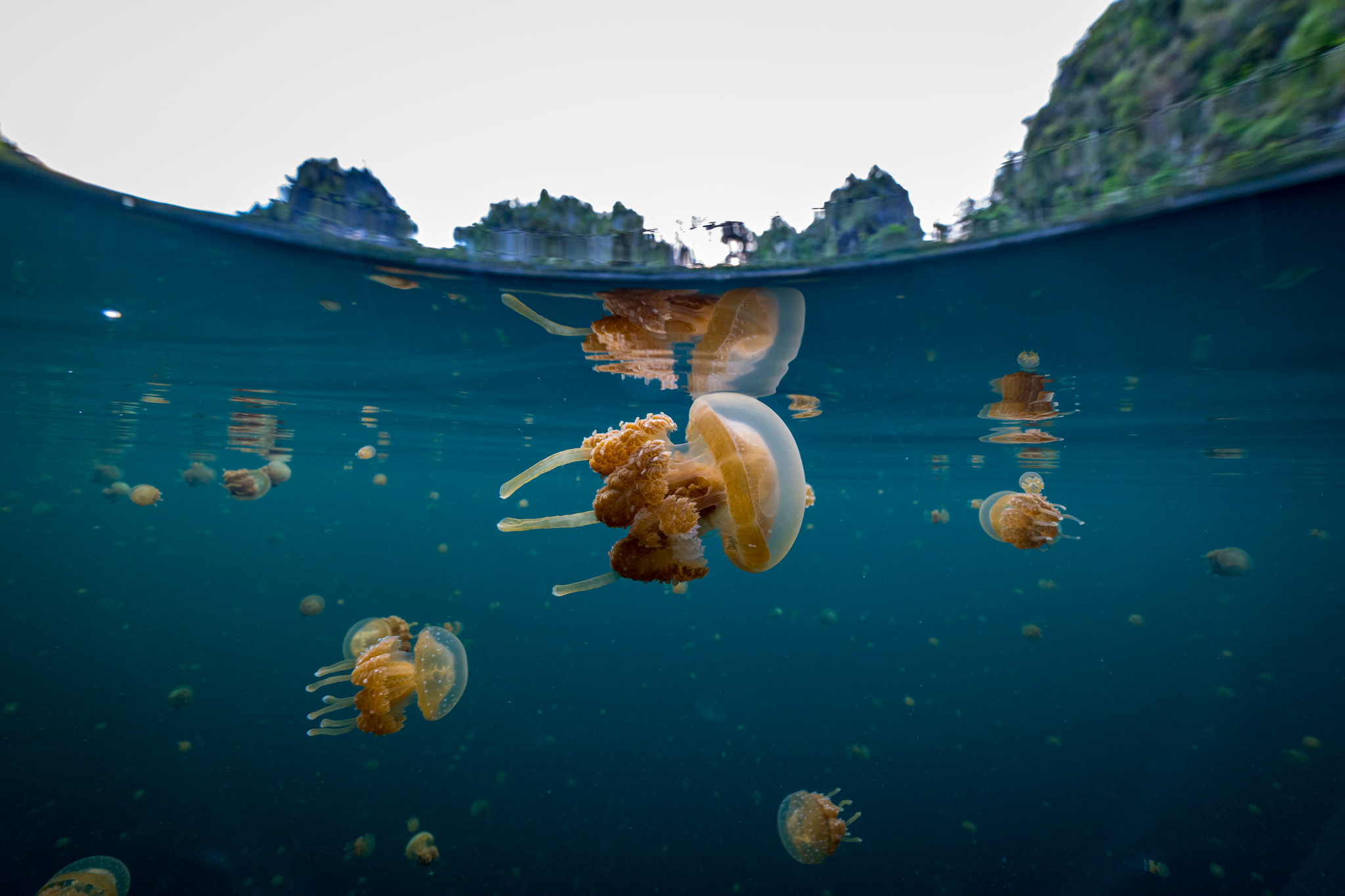 Golden jellyfish in a marine lake ringed by forested limestone cliffs, seen half above the water