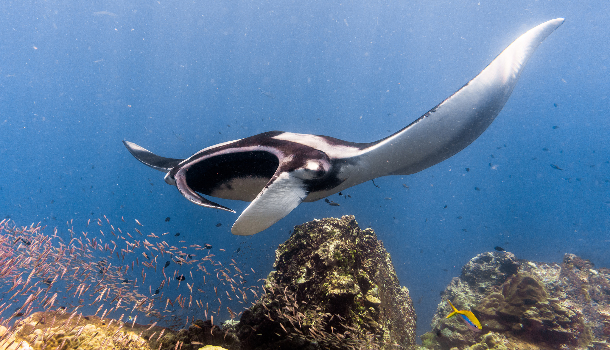 A manta ray gliding over coral in blue water, a school of small fish below