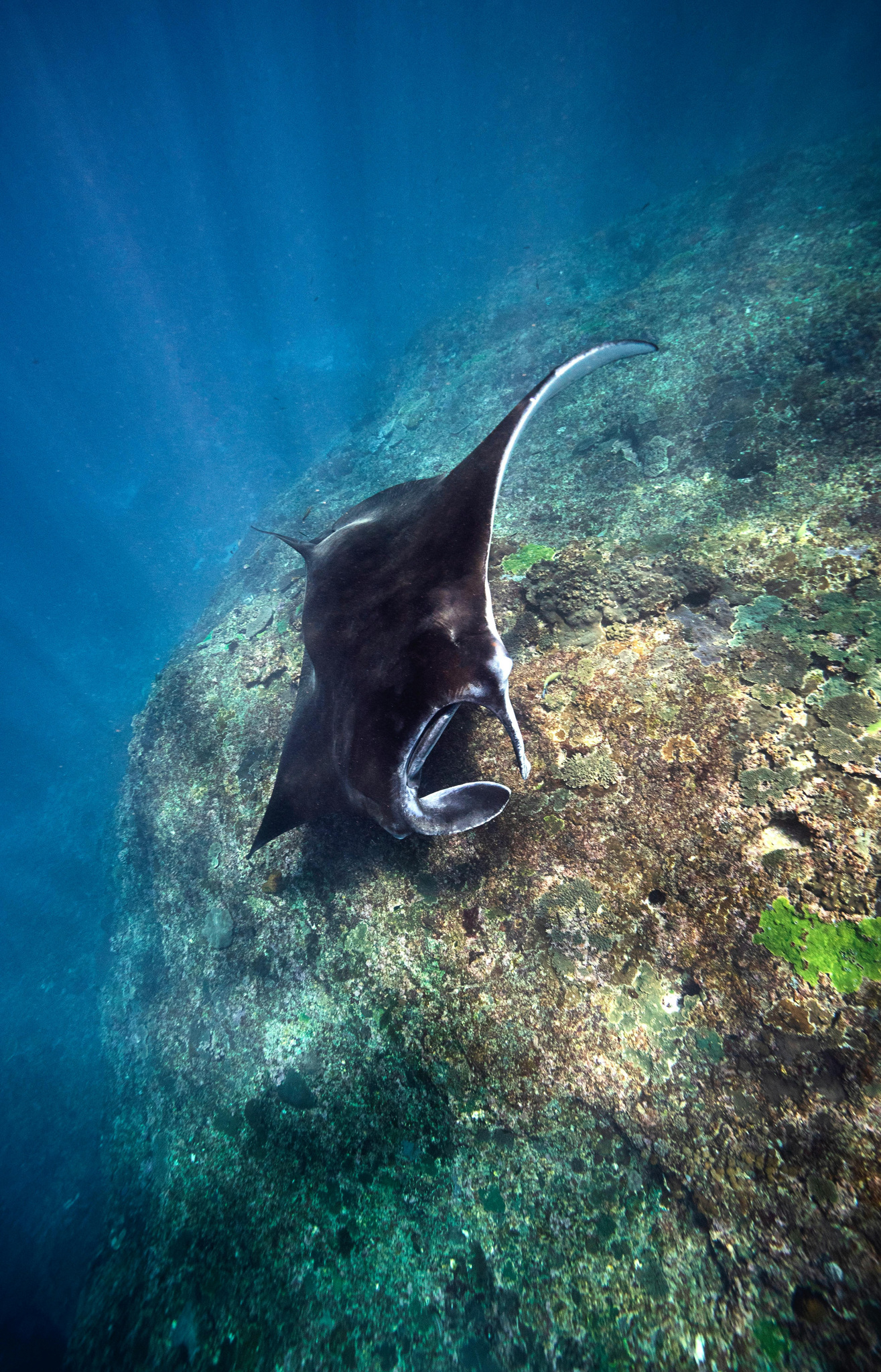 A manta ray over a reef slope in clear blue water