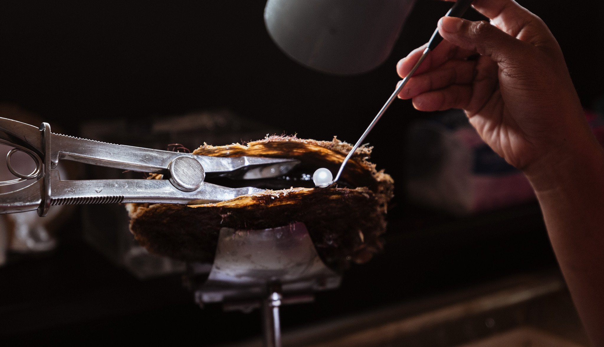 A pearl being lifted from an oyster held open in a clamp